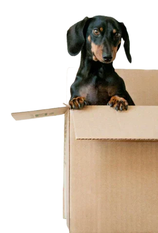 Dachshund: Cuidados, Alimentación y Curiosidades del Perro Salchicha