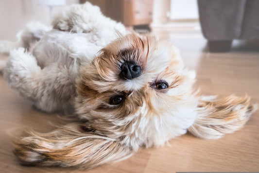 La clave para entender a tu perro: señales no verbales reveladoras - Pets Table