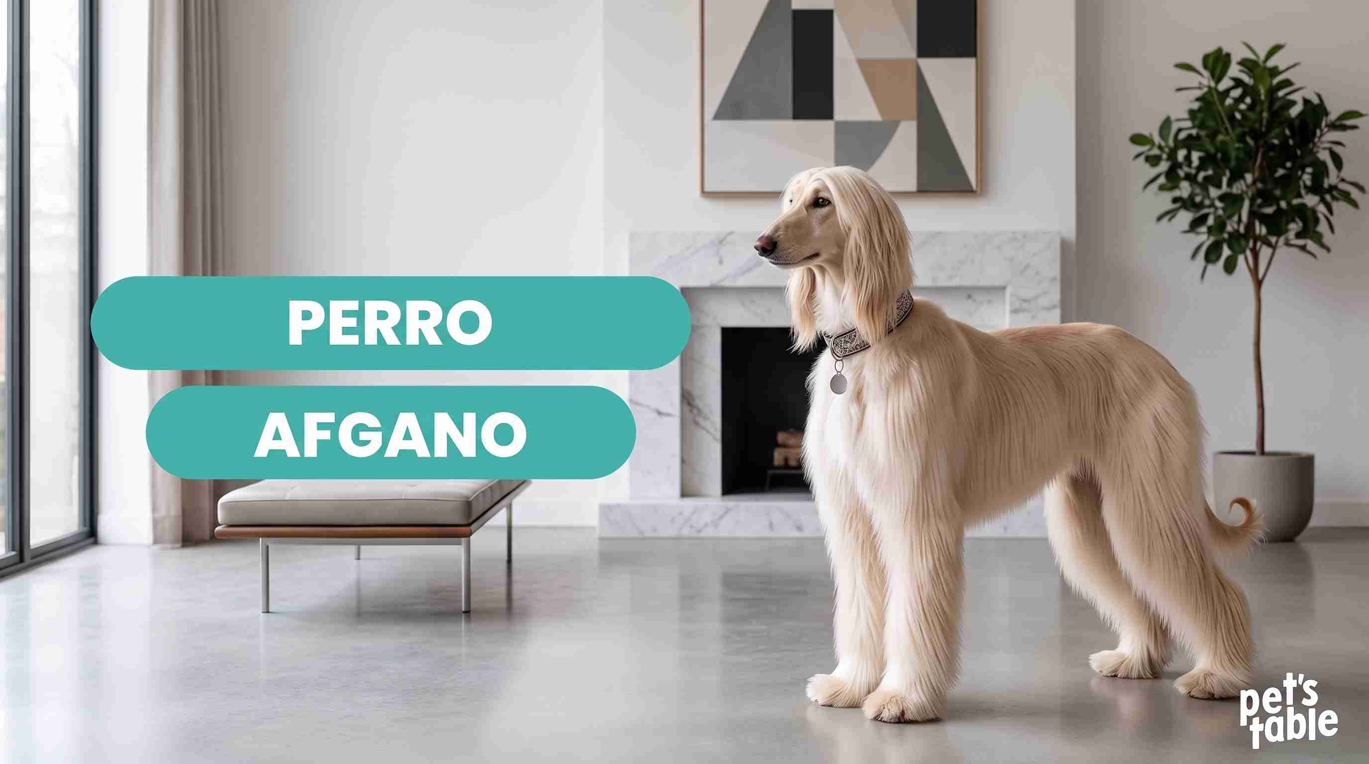 Perro Afgano: Conoce al rey de los perros - Pet's Table