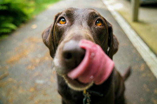 Descubre si los peludos pueden comer mango: beneficios y precauciones - Pets Table