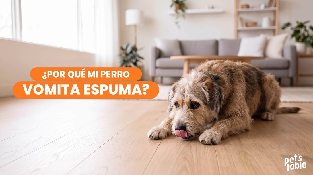 Descubre qué hacer si encuentras a tu perro vomitando espuma - Pet's Table