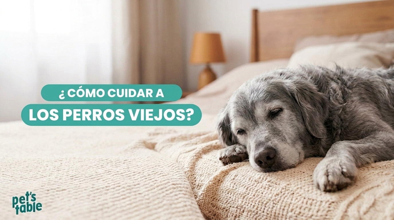 Te contamos cómo cuidar de los perros viejos para evitar problemas de salud fuertes - Pet's Table