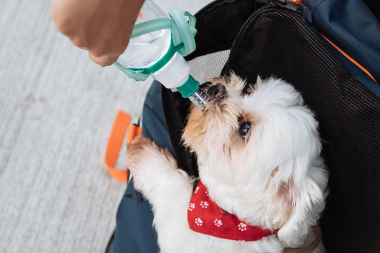 Cuándo preocuparse por la diarrea en tu perro y cuándo no - Pets Table