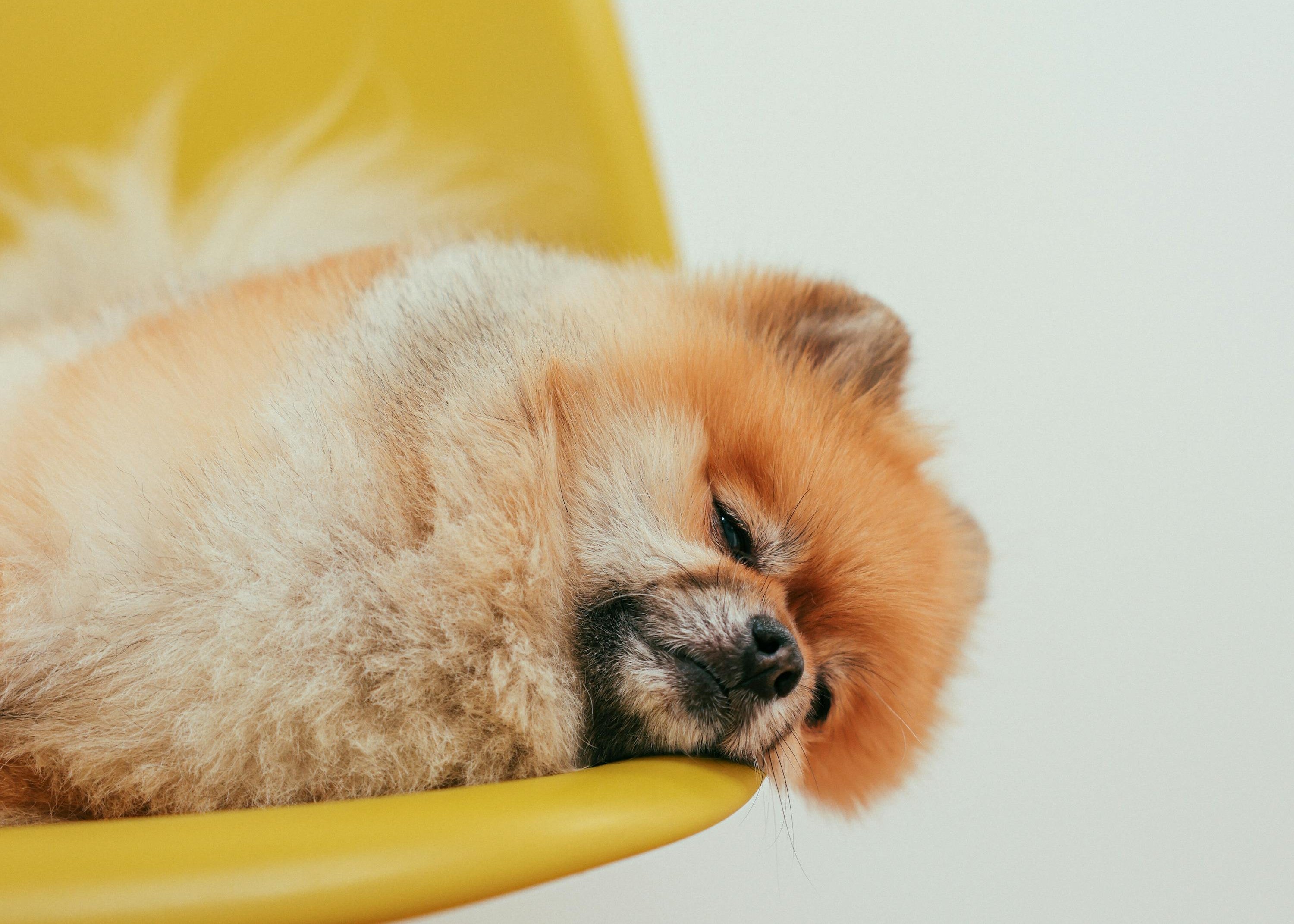 ¿Por qué mi perro no duerme y está inquieto? Aquí encontrarás las respuestas - Pet's Table