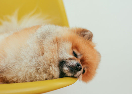 ¿Por qué mi perro no duerme y está inquieto? Aquí encontrarás las respuestas - Pet's Table