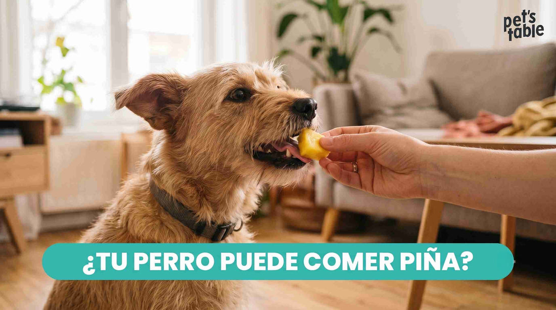 ¿Los perros pueden comer piña natural? Aquí te contamos todo - Pet's Table
