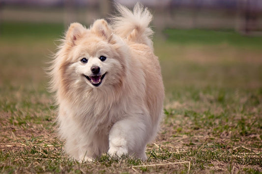 Secretos de la Raza Pomerania: ¿Qué Debes Saber? - Pets Table