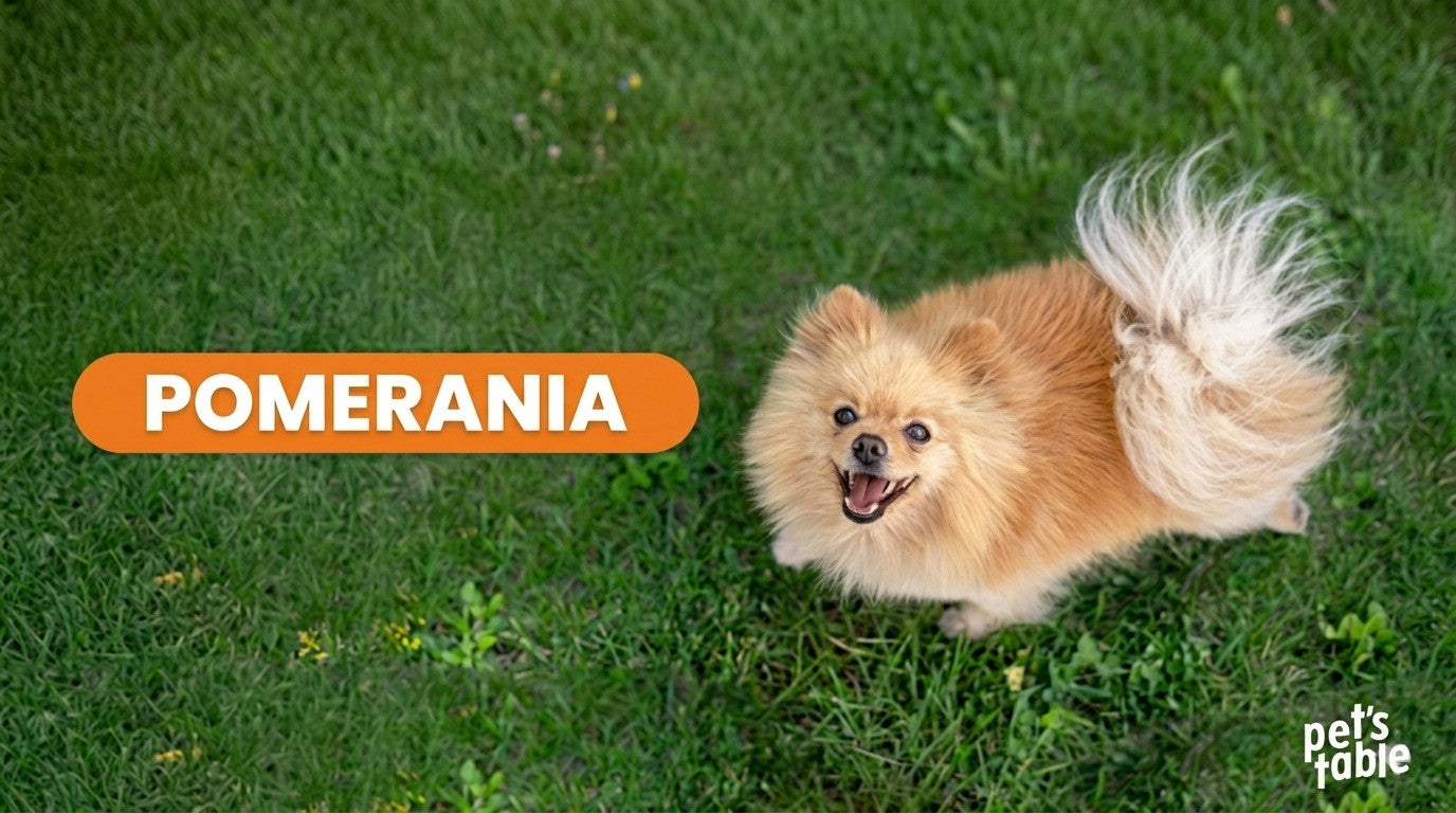 Perro Pomerania: Descubre todo acerca de este esponjoso y tiernos peludito - Pet's Table