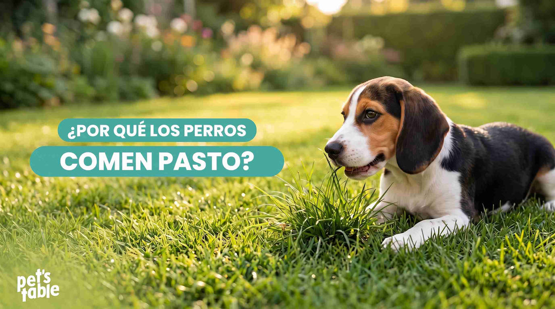 Descubre por qué los perros comen pasto habitualmente y si esto tiene algún riesgos - Pet's Table
