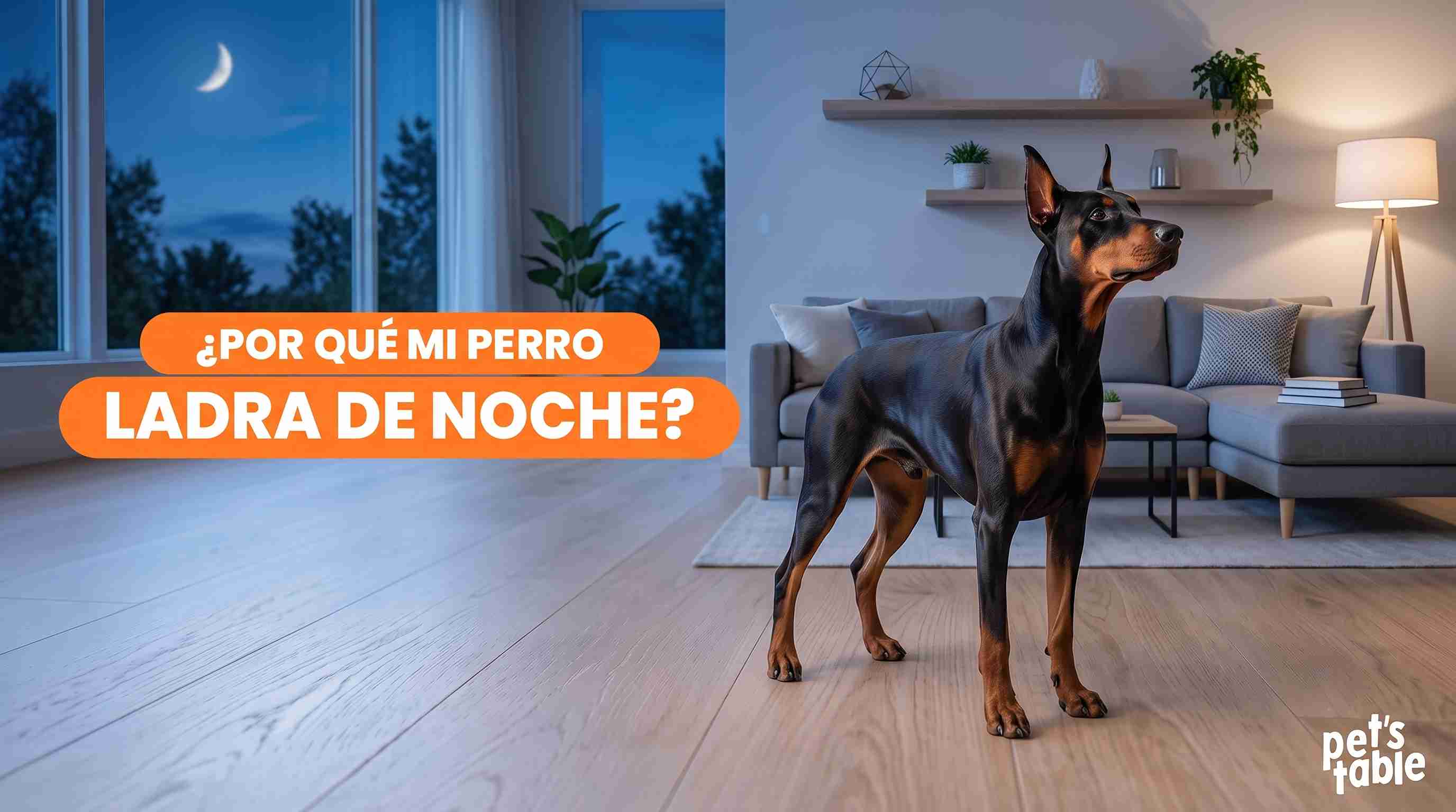 ¿Por qué los perros ladran de noche? Descubre todos los motivos y las razones que hay detrás de esta acción tan común - Pet's Table