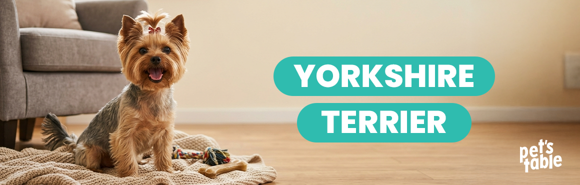 Yorkshire Terrier: Descubre el origen, los cuidados y la alimentación sobre esta raza - Pet's Table