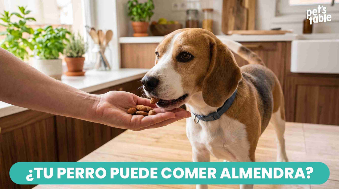 ¿Los perros pueden comer almendras? Aquí conocerás sus beneficios y riesgos - Pet's Table