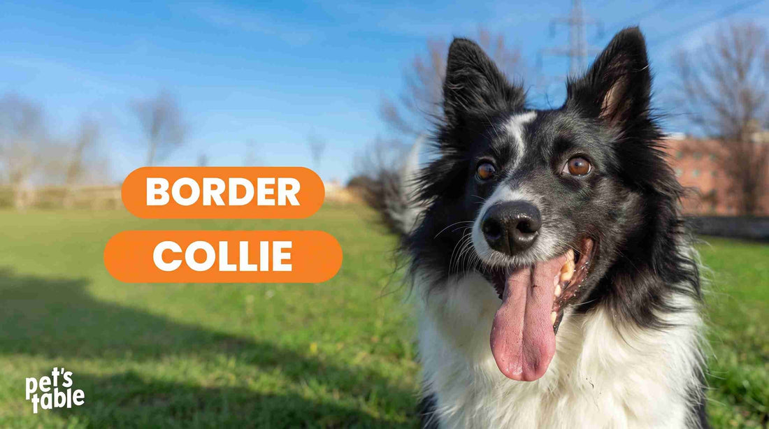 Border Collie: Conoce sus características y cómo cuidarlo correctamente - Pets Table