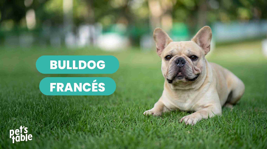 Perro Bulldog Francés: Conoce su historia, sus cualidades y todo lo que necesitas saber - Pet's Table