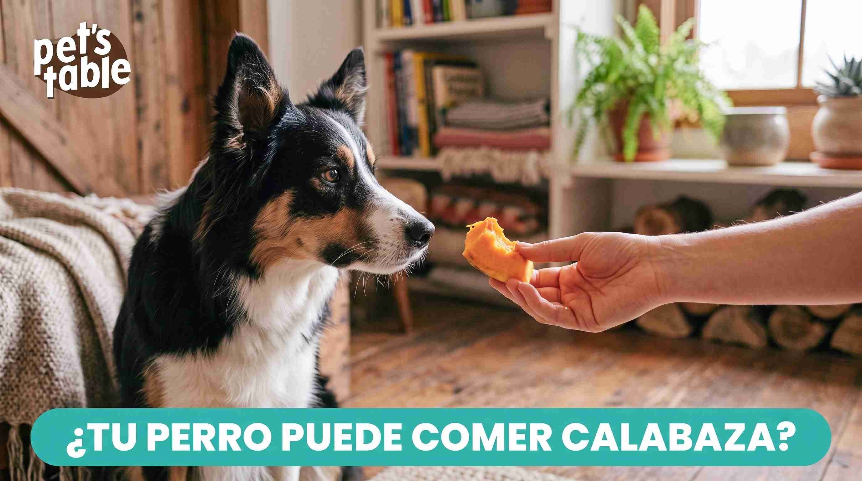 Descubre si la calabaza es buena para los perros y cómo brindarla de manera segura - Pet's Table