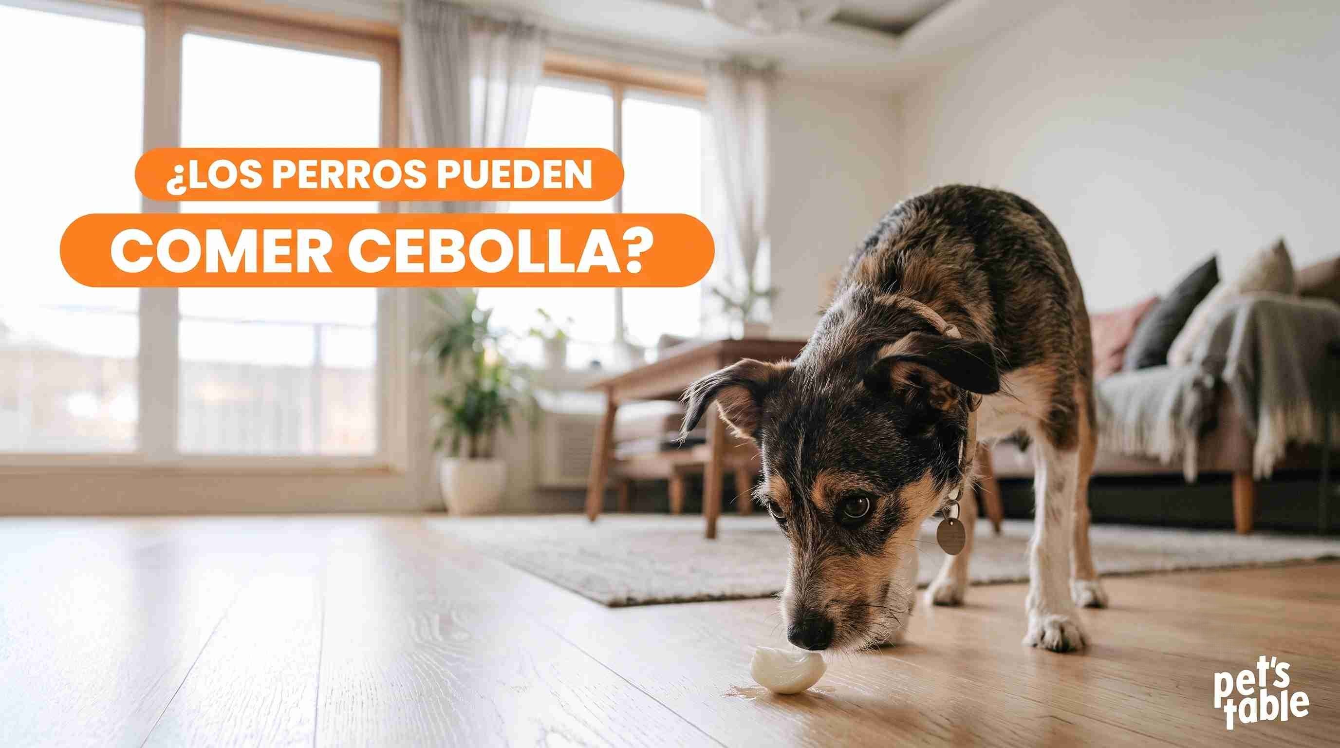 ¿Puede comer cebolla un perro? Descubre toda la verdad - Pet's Table