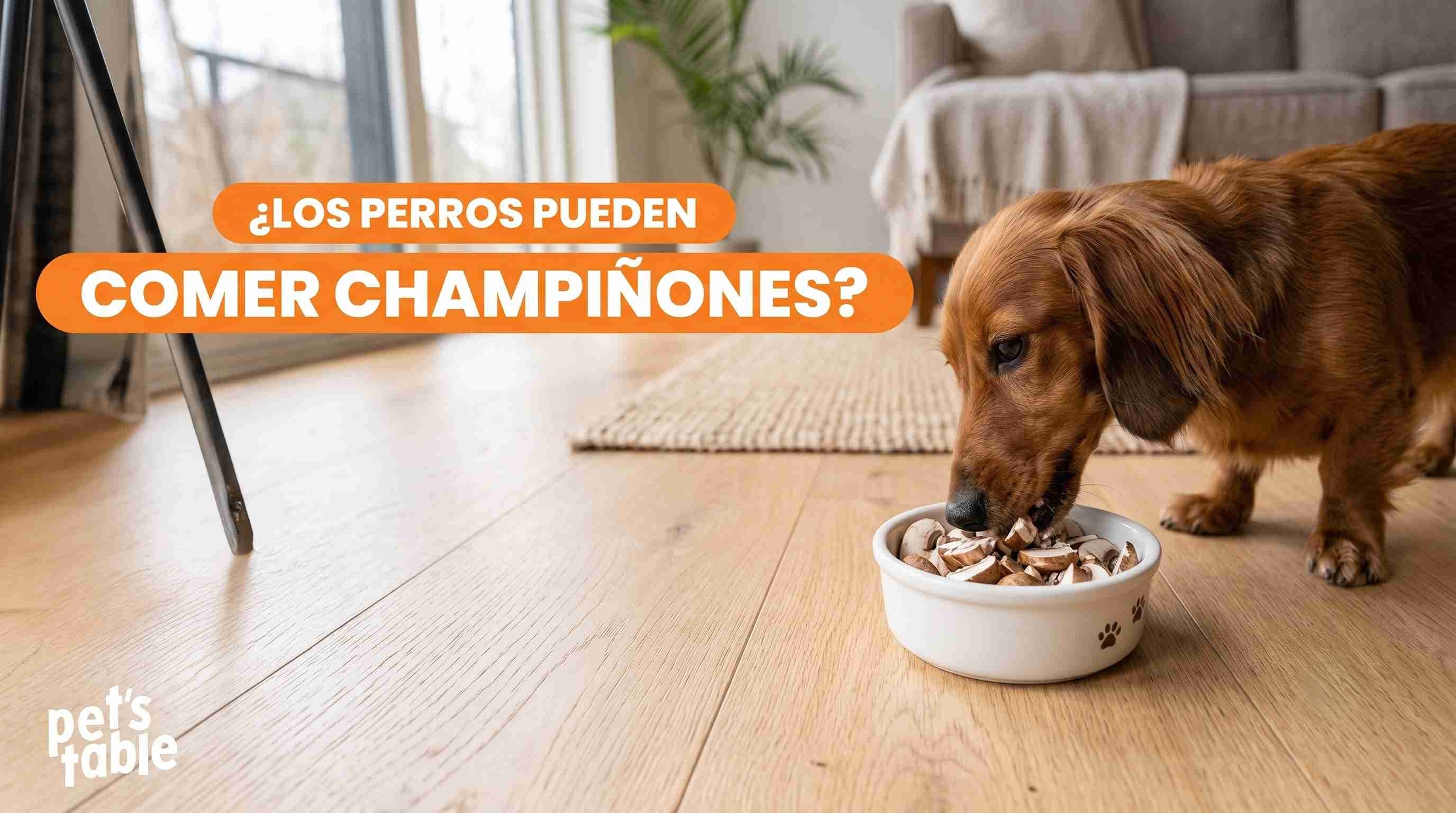 ¿Los champiñones le hacen mal a los perros? Conoce los beneficios y las propiedades que tiene para tu mascota - Pet's Table