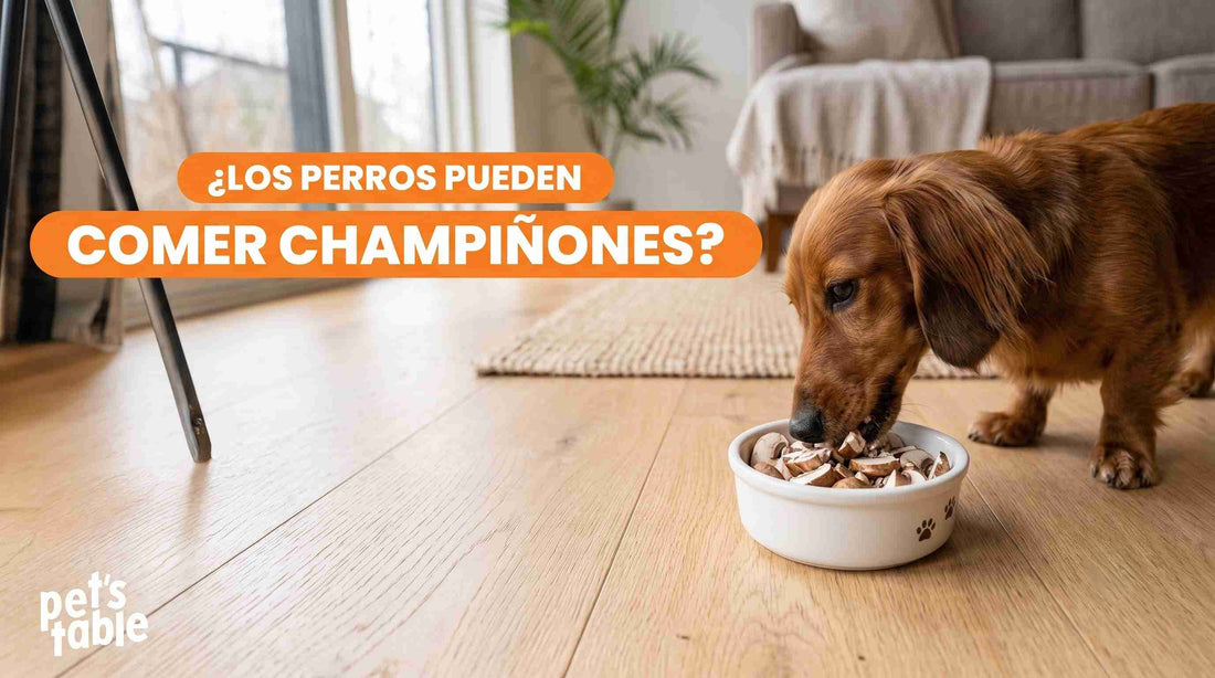 ¿Los champiñones le hacen mal a los perros? Conoce los beneficios y las propiedades que tiene para tu mascota - Pet's Table