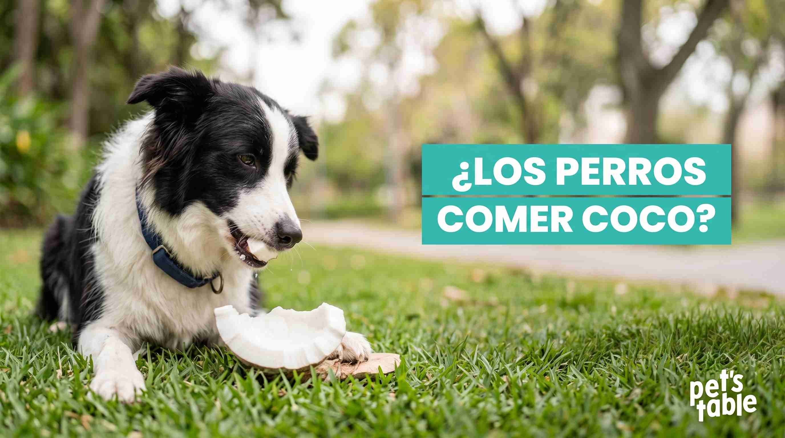 ¿Los perros pueden comer coco natural? Conoce sus beneficios y riegos potenciales - Pet's Table