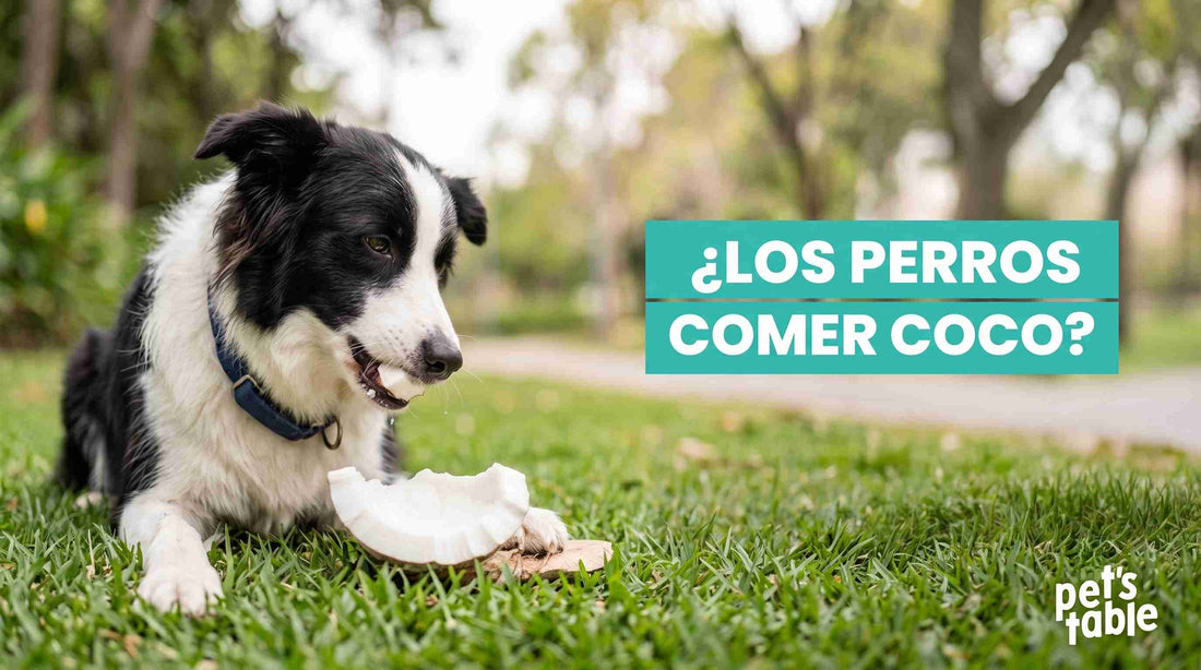 ¿Los perros pueden comer coco natural? Conoce sus beneficios y riegos potenciales - Pet's Table