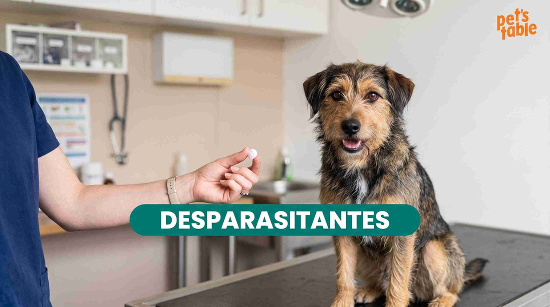 Descubre todo lo necesario sobre la desparasitación en perros y cuándo es necesaria - Pet's Table
