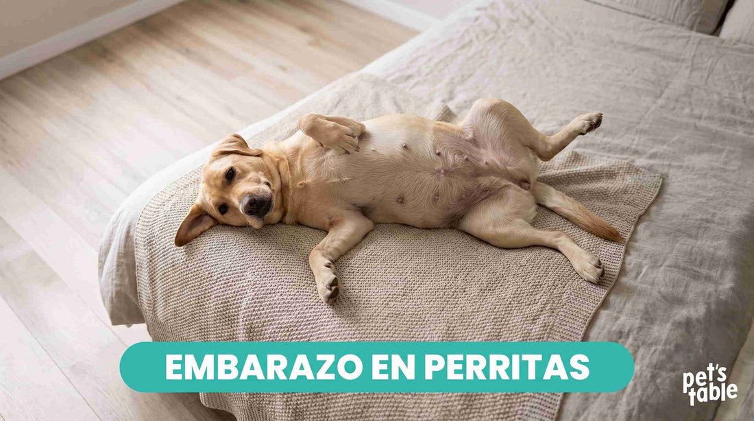 ¿Cuánto dura el embarazo de una perra? - Pet's Table