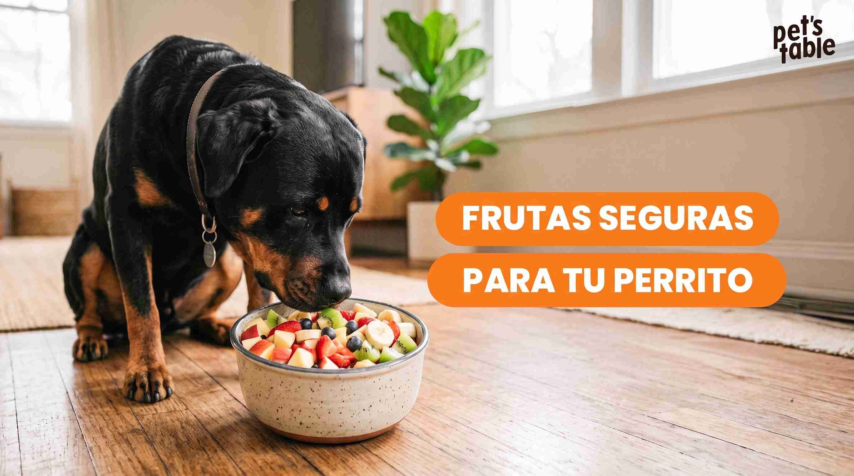 Conoce las frutas que pueden comer los perros - Pet's Table
