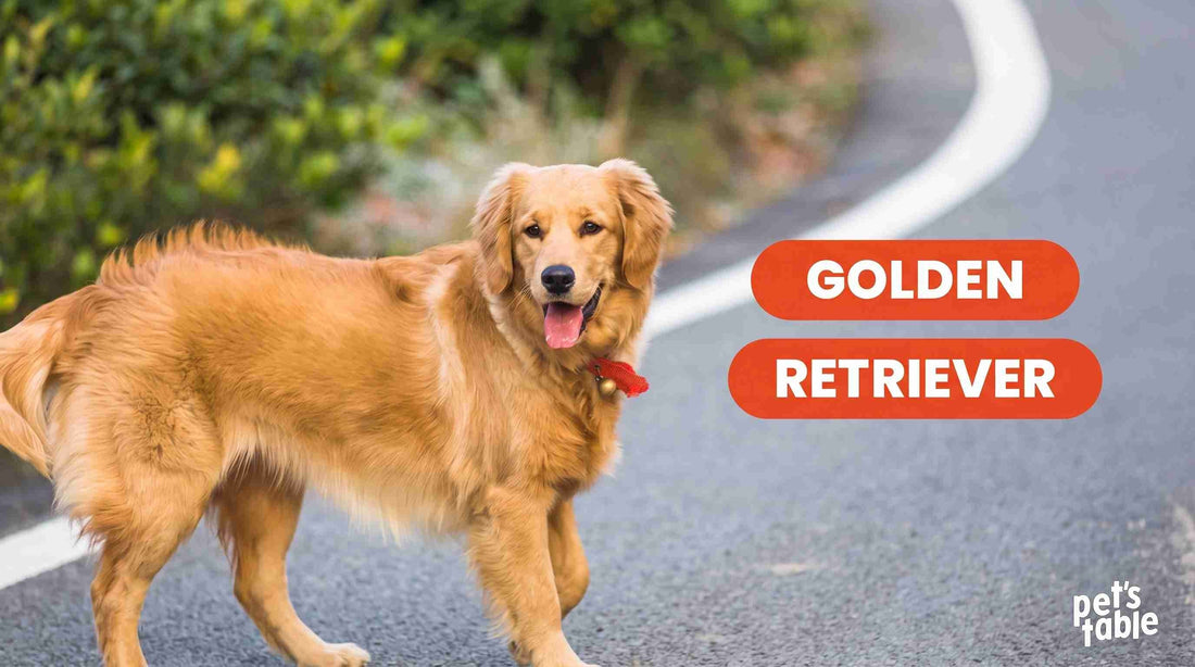 Información sobre el perro Golden Retriever - Pet's Table