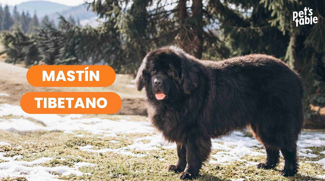 Todo sobre el Mastín Tibetano, desde su historia hasta sus cuidados - Pet's Table