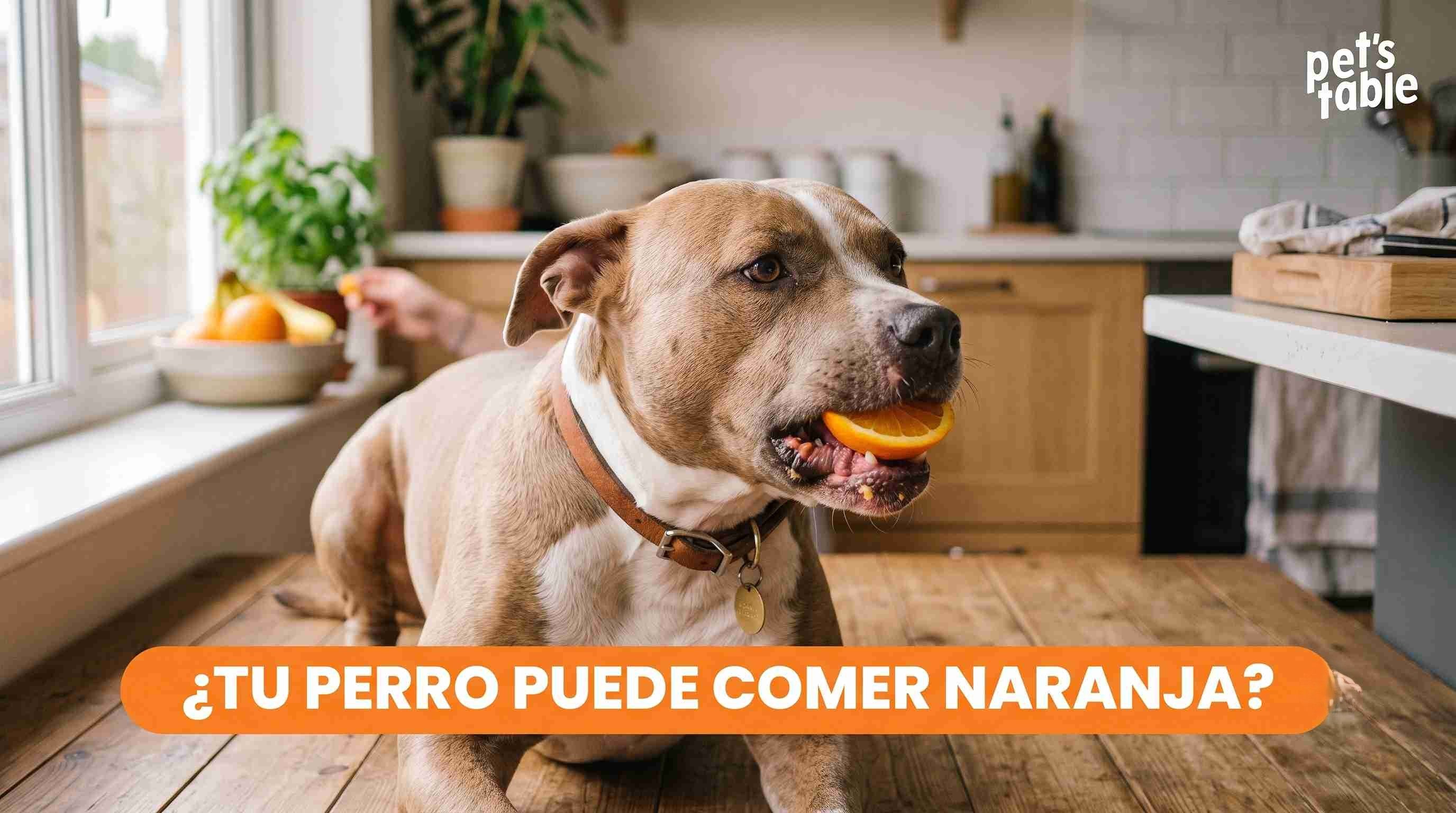 ¿Los perros pueden comer naranja? Descúbrelo aquí - Pet's Table
