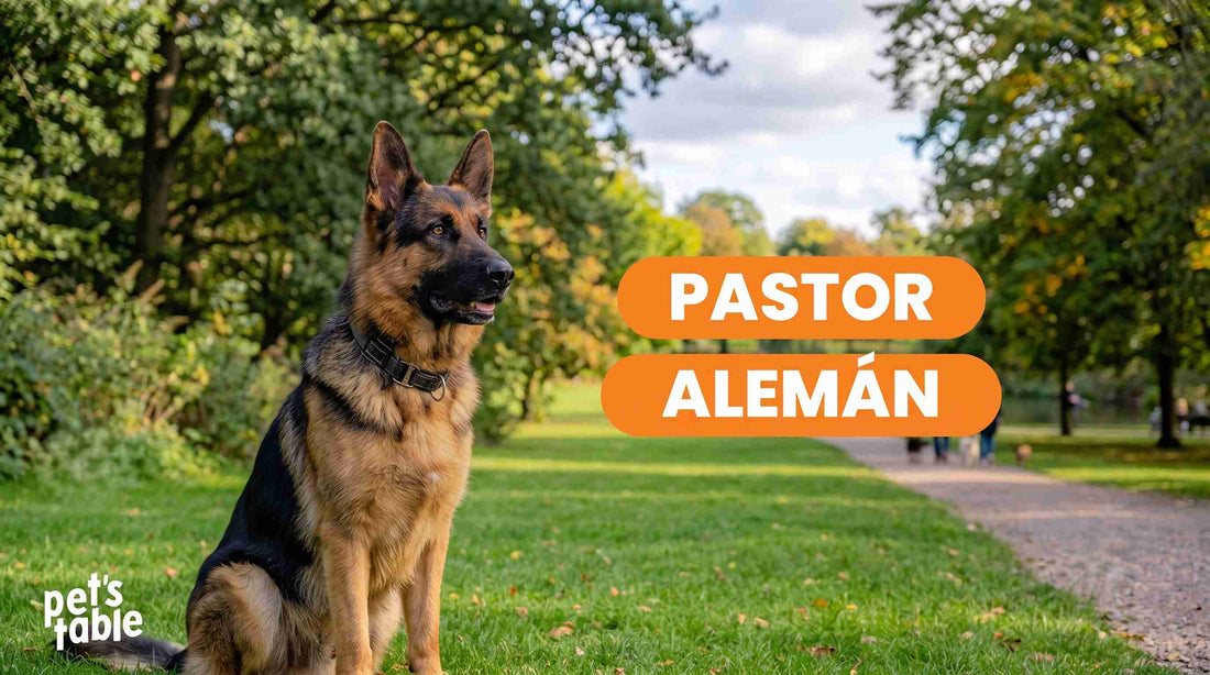 Pastor Alemán: Cuidados, alimentación y origen de esta raza - Pet's Table