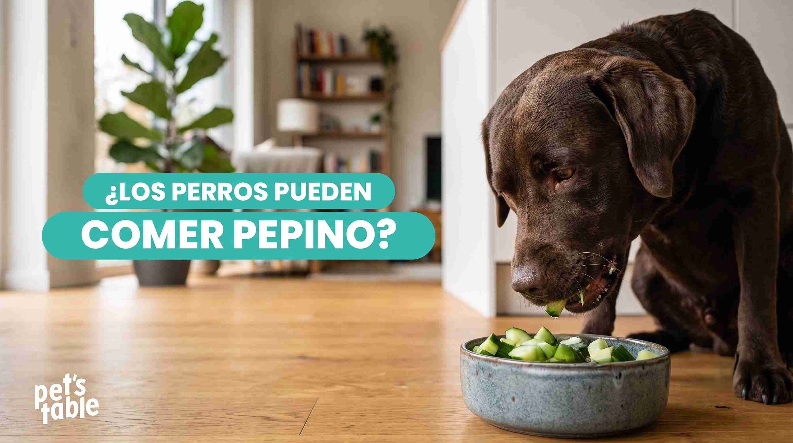 ¿Los perros pueden comer pepino? Descubre sus beneficios y sus precauciones - Pet's Table