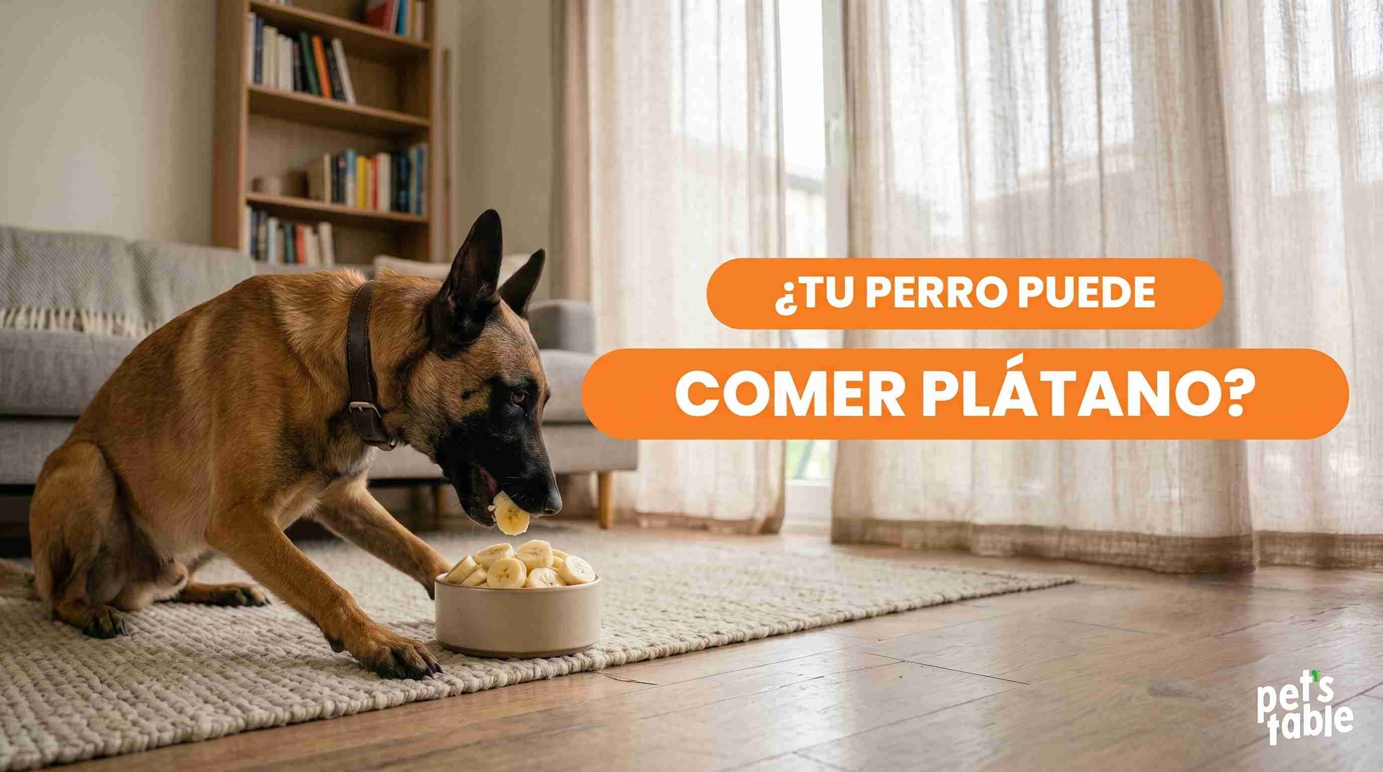 ¿Los perros pueden comer plátano? Descubre sus beneficios y sus riesgos - Pet's Table