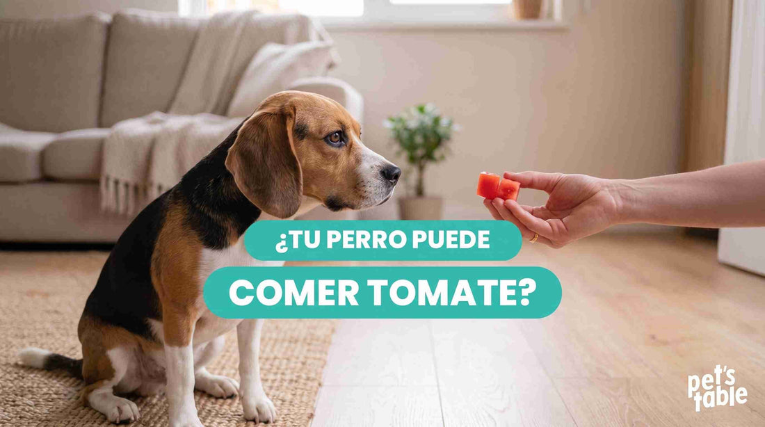 ¿Los perros pueden comer tomate? Aquí conocerás todo lo relacionado con este vegetal - Pet's Table