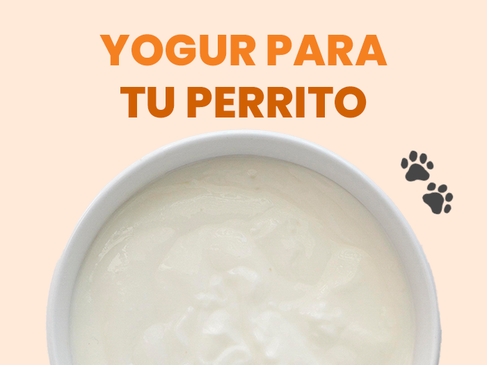 ¿Los perros pueden comer yogur? Aquí te contamos todo lo que debes saber sobre este alimento para tu perro - Pet's Table