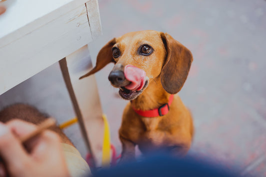 ¿Cómo alimentar a tu perro salchicha? guía de nutrición - Pets Table