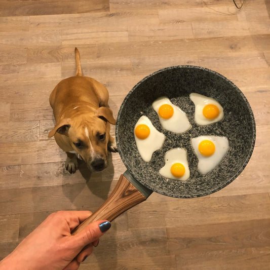 ¿Un perro puede comer huevo crudo? Aquí Conocerás la Respuesta- Pet's Table