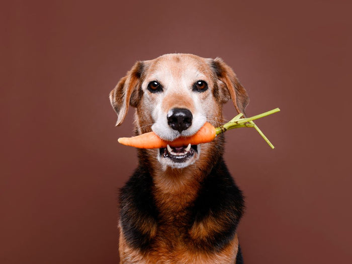 Las zanahorias son seguras y llenas de nutrientes que ayudan a mantener a tu perro en su mejor forma