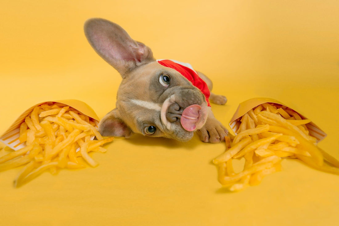 ¿Pueden los peludos comer papas? lo que debes saber - Pets Table