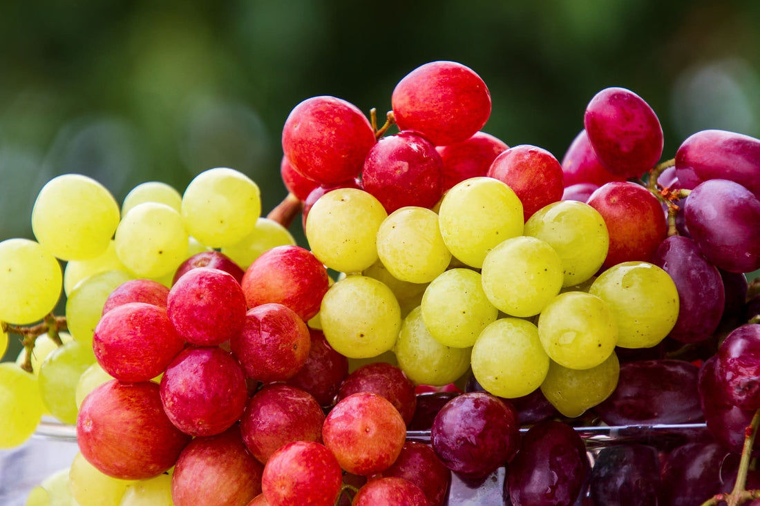 ¿Pueden los peludos comer uvas? desmintiendo mitos - Pets Table