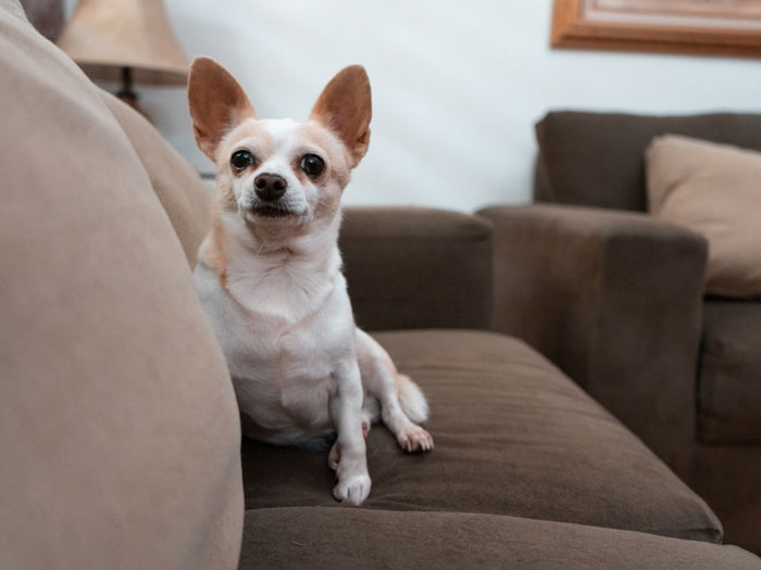 El chihuahua, una raza pequeña pero valiente y leal