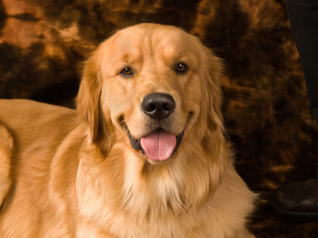 Golden Retriever, un perro leal, inteligente y afectuoso