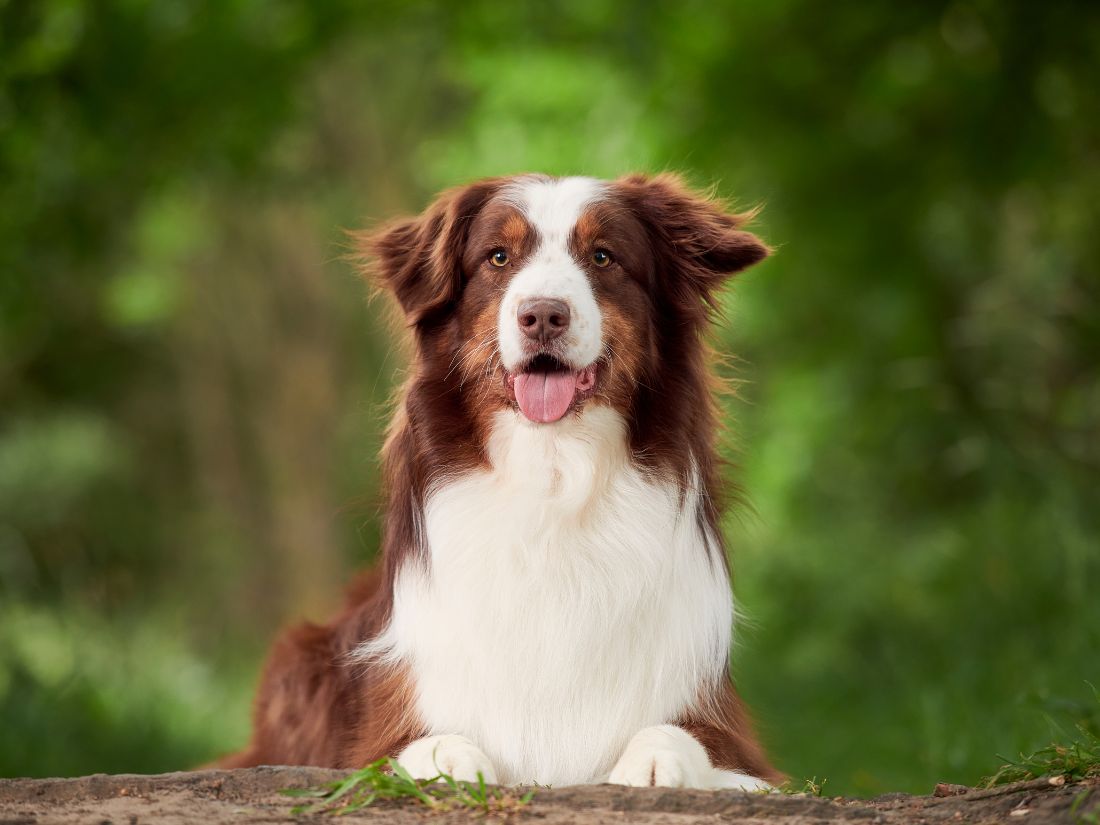  El pastor australiano: Conoce un perro inteligente, leal y lleno de energía - Pet's Table