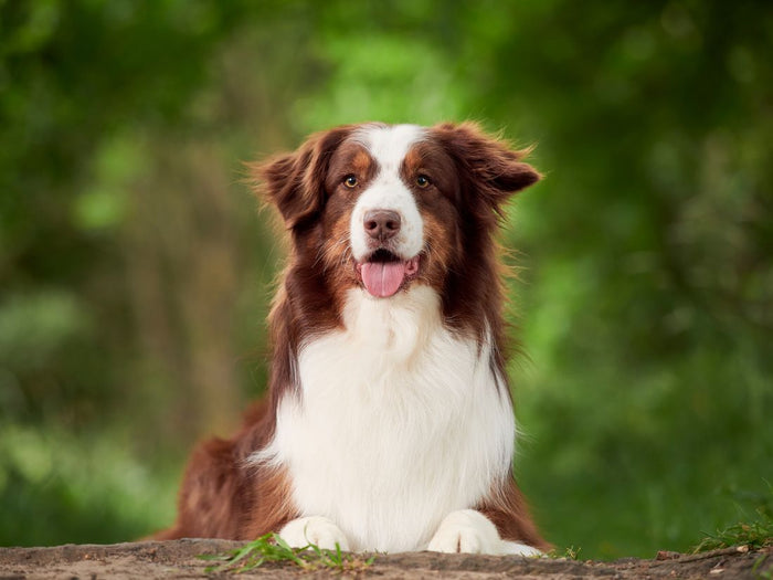 El pastor australiano: Conoce un perro inteligente, leal y lleno de energía - Pet's Table
