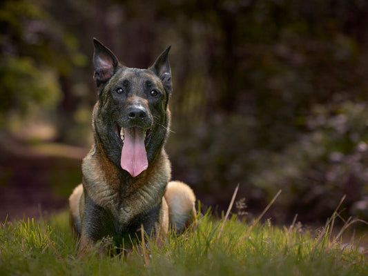 Pastor Belga Malinois, una raza inteligente y leal, ideal para familias activas