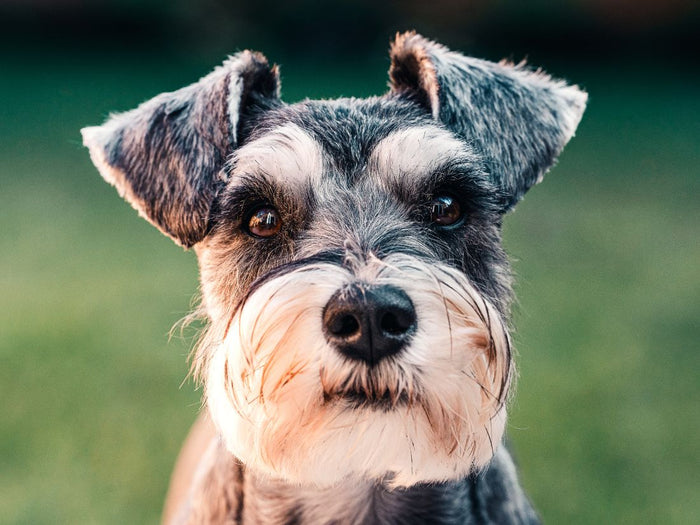 El schnauzer es una raza leal y enérgica, excelente compañero y guardian