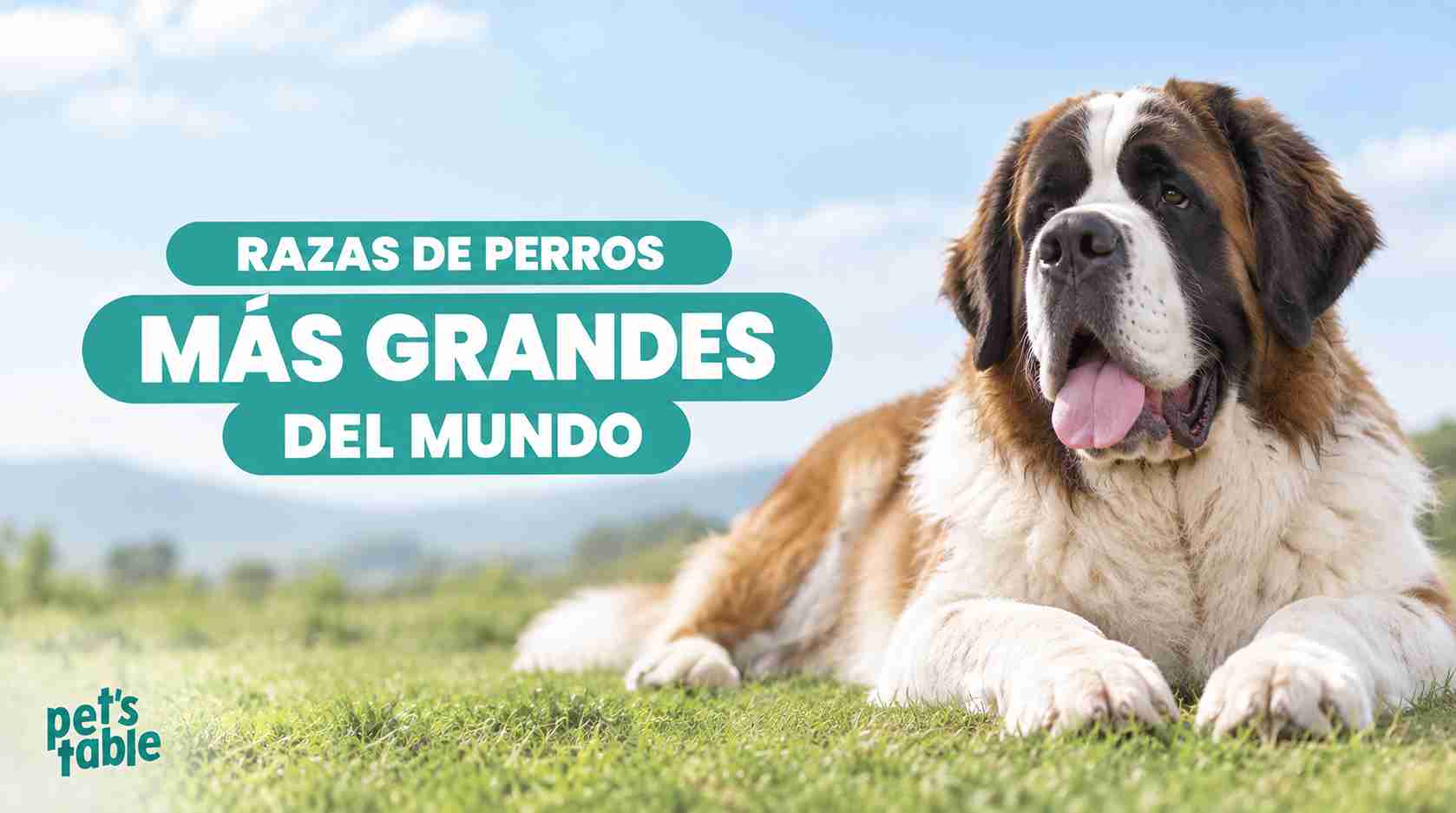 Conoce las 10 razas de perros más grandes del mundo - Pet's Table