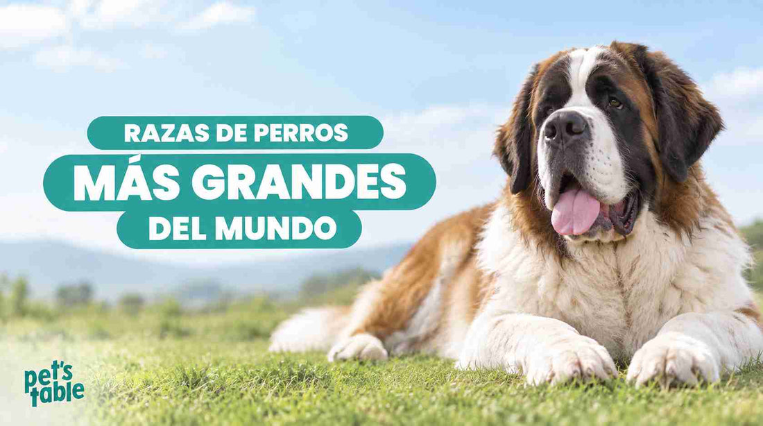 Conoce las 10 razas de perros más grandes del mundo - Pet's Table