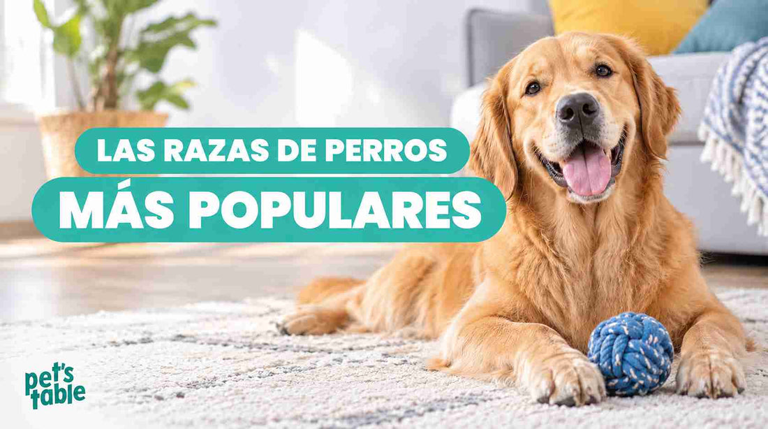Las razas de perros más populares en México - Pet's Table
