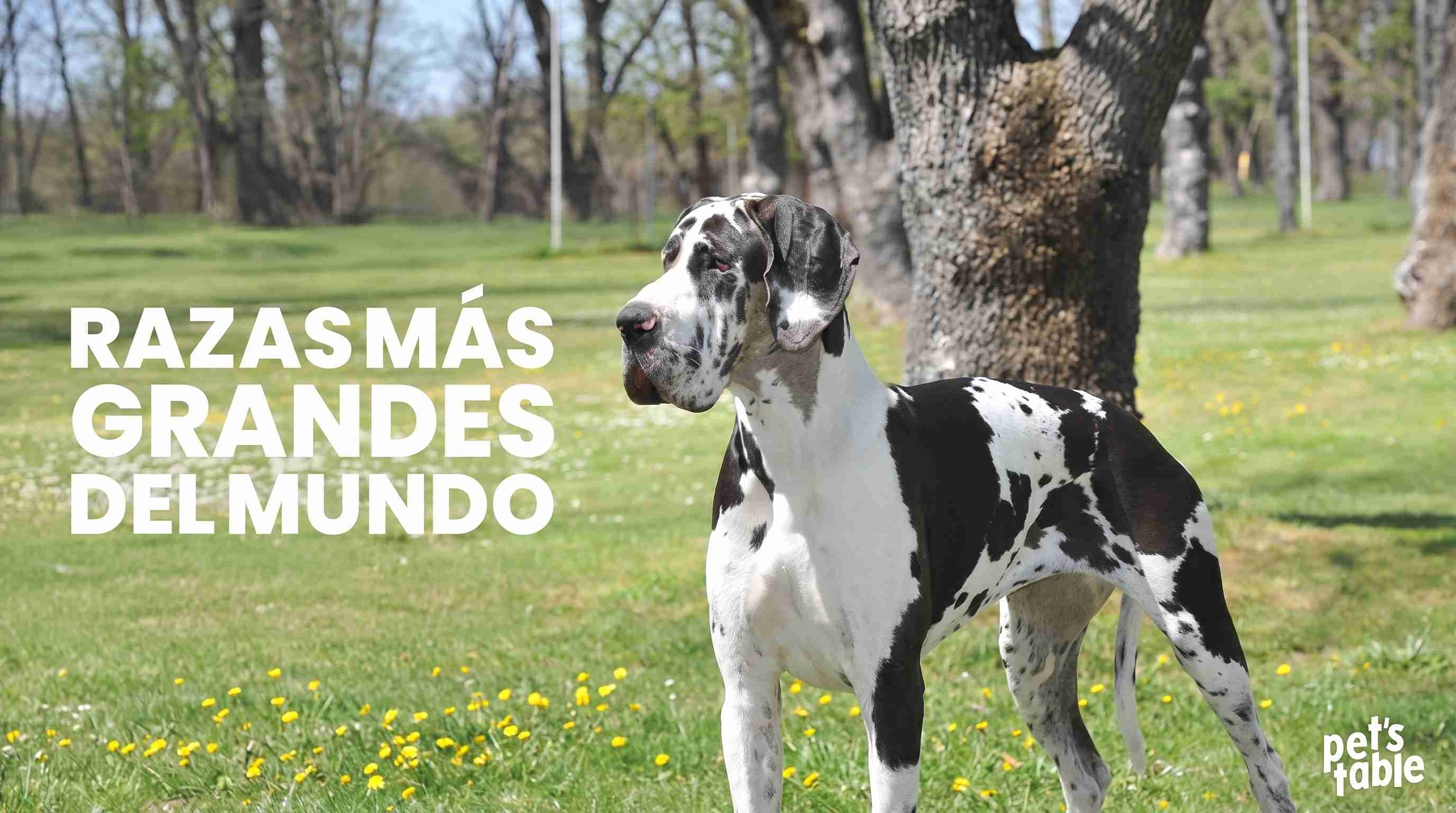 Conoce las 10 razas de perros más grandes del mundo - Pet's Table